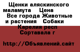 Щенки аляскинского маламута  › Цена ­ 15 000 - Все города Животные и растения » Собаки   . Карелия респ.,Сортавала г.